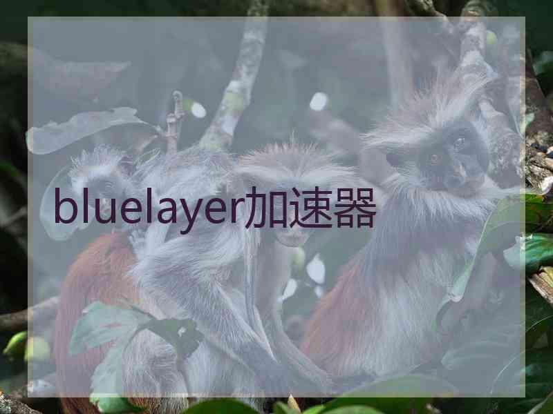 bluelayer加速器