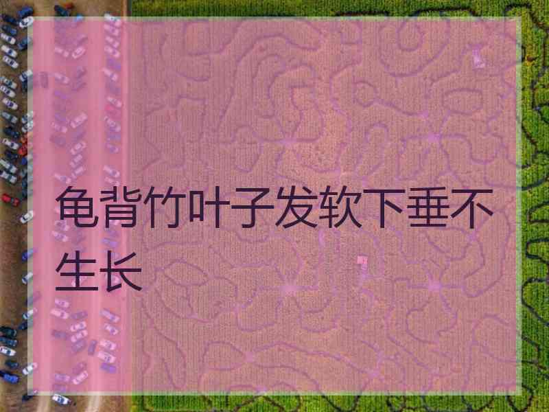 龟背竹叶子发软下垂不生长