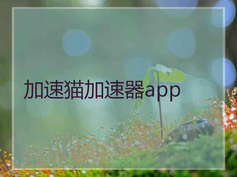 加速猫加速器app